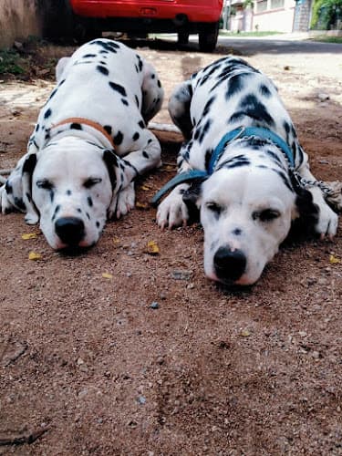 DOG TRAINER RAKESH in HYDERABAD