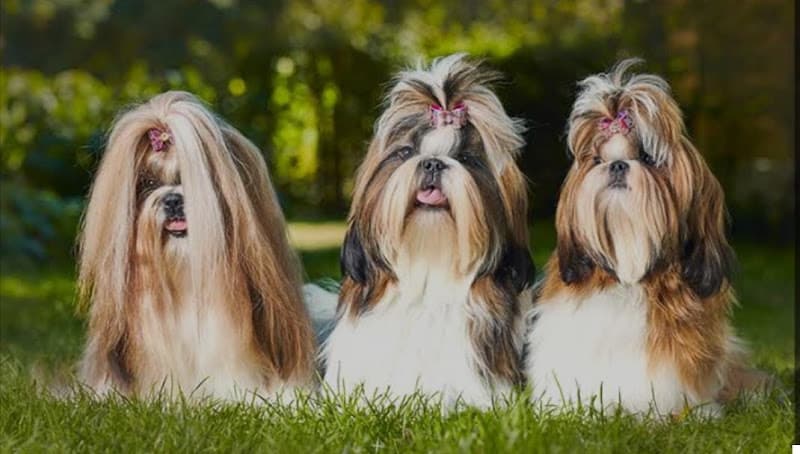 Delhi dog kennel | puppies for sale in delhi | dog sale in delhi | pet shop near me | poodle puppy | shihzu