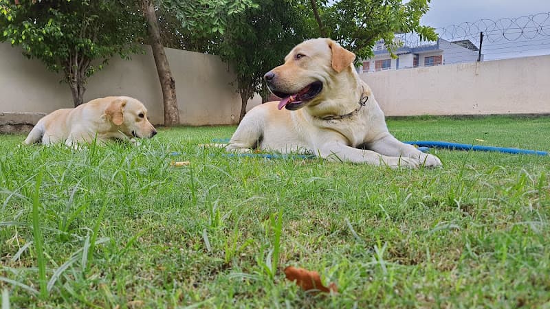 All day dogs training and boarding