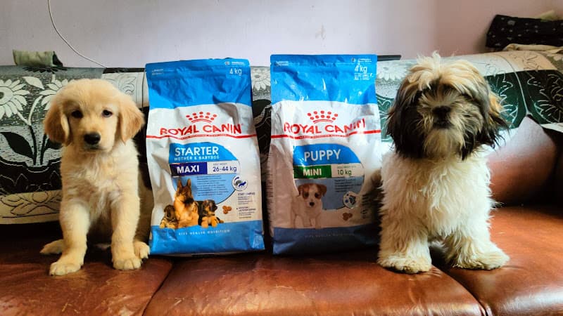 AS pet house (DOG PUPPIES BUY N SALES/PET WALKING /PET GROOMING/BORDING)