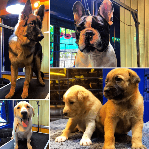 Pets Spot - The One Stop Pet Shop, Baner