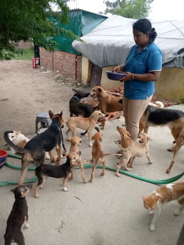 Niti jeev ashray animal welfare