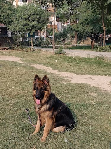 Ankit dog trainer Jhilmil Colony