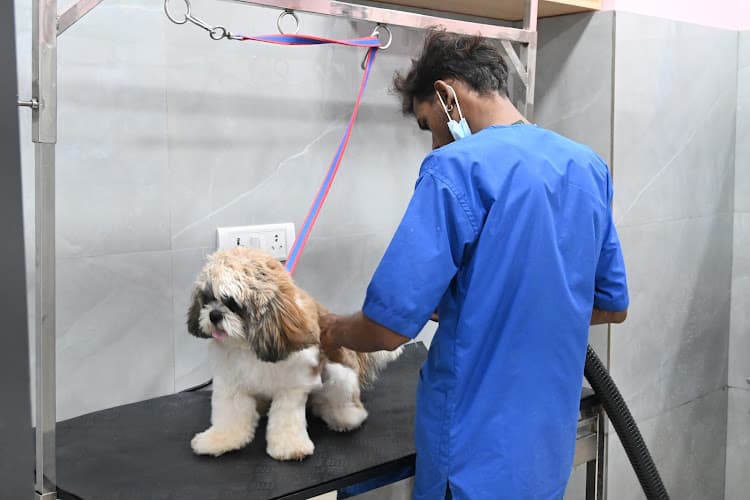 Vetic Pet Clinic Banjara Hills