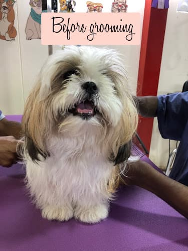 Petsburgh Grooming Salon & Academy