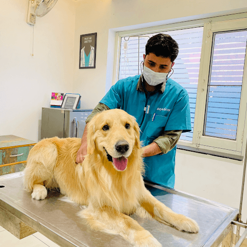 Pet's Mart Multi-Speciality Pet Hospital,Vet Lab and PET ICU-Panchkula