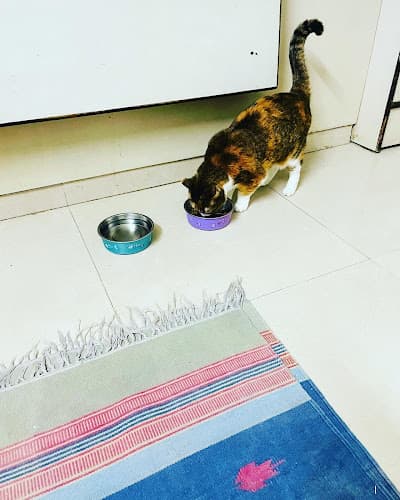 Saarah's Pets Hostel