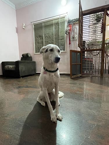 Petaholics Home Stay for Pets