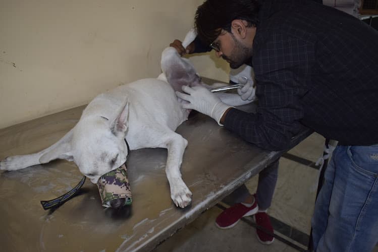 Dr. Gautam Dog and Cat Hospital