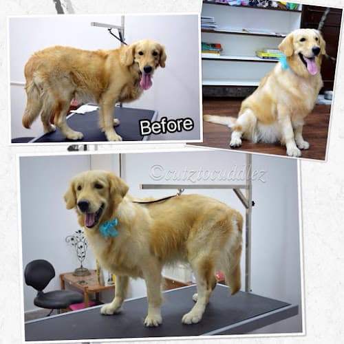 Cutz to Cuddlez Dog Salon & Spa