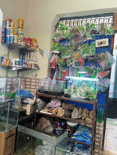 Fishes Hub (ornamental fish technician,Best Aquarium Shop)