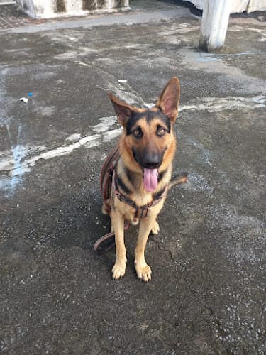 Pawan Dog Training and Boarding Centre