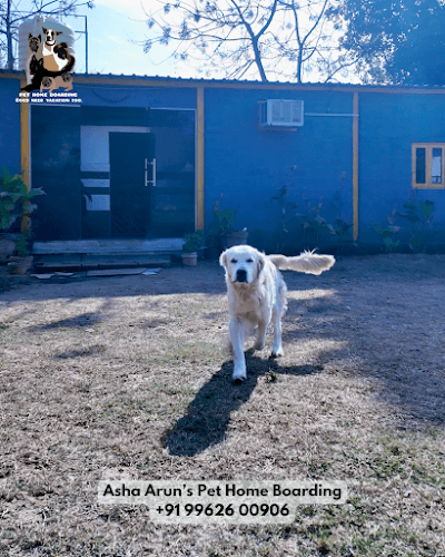 Asha Arun's Pet Home Boarding