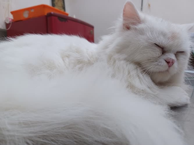 MK PET CLINIC AND DIAGNOSTICS