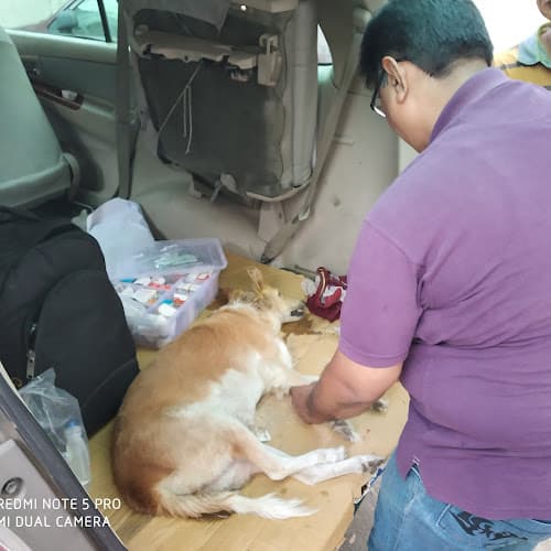 Vet Pet Dog Cat Clinic