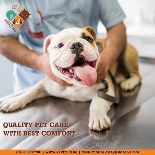 Vet 4 Amazing Pets