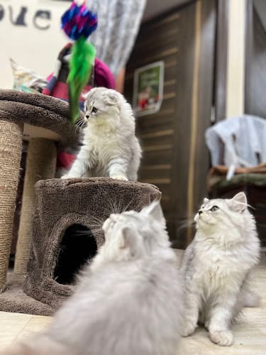 Fatima pet Grooming and boarding