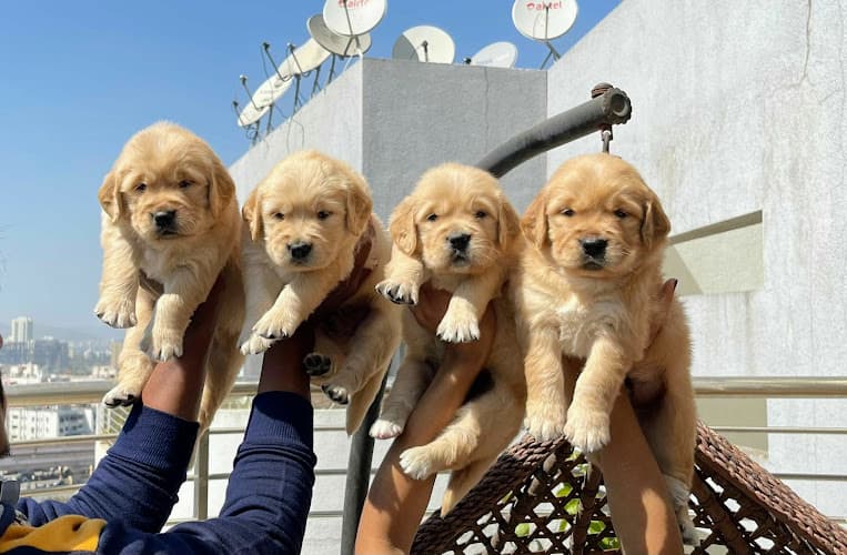 Dream Puppies Kennel