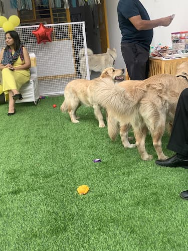 Stay Pawsitive Noida -Premier Dog Boarding & Day Care
