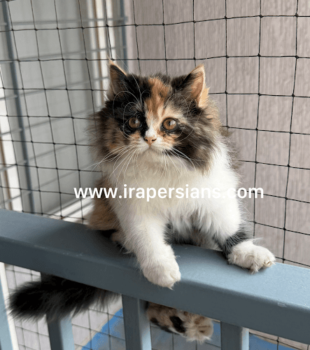 Ira Persians Purrfect Cattery & Pet Store