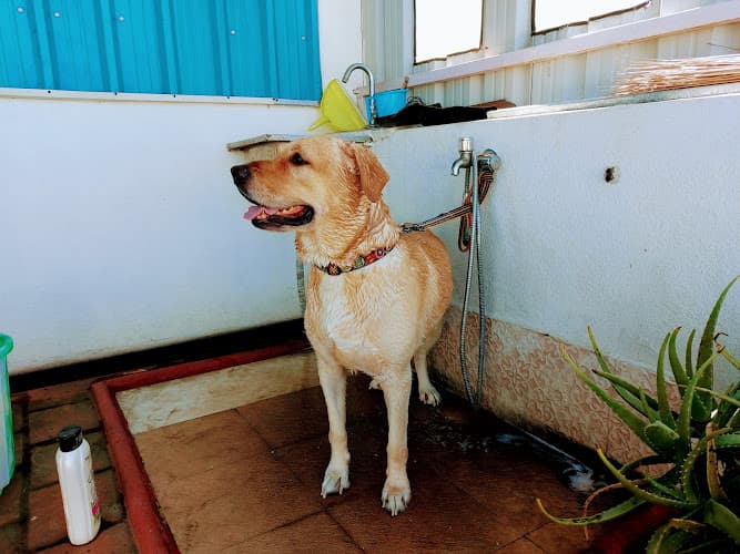 PETS Pavilion Mobile Pet Grooming services