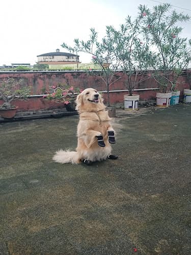 Paw Training (Dog Trainer)