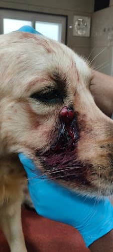 PC Vet Clinic and Surgery Centre