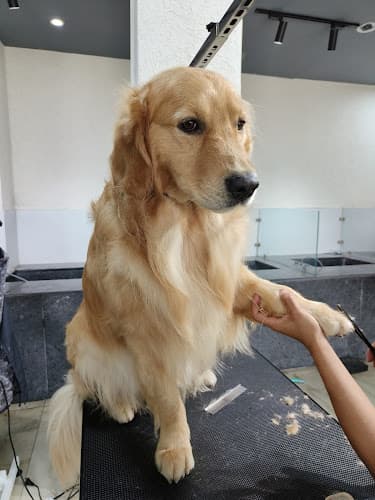 Style N Dogz in Noida (Pet Grooming & Academy)