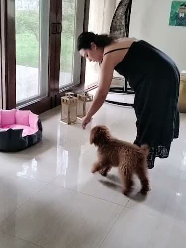 Dog training and walking 24/7