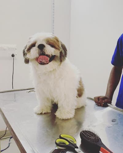 Dr. Eshan's Multispeciality Pet Clinic