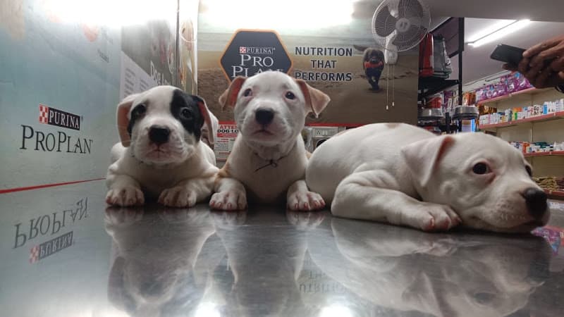 Pet Zone Dog & Cat Clinic