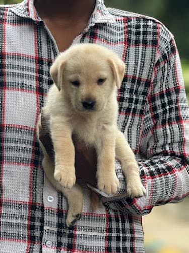 Paws Of Joy - Best Dog Breeders in Bangalore
