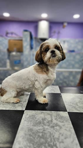 PETS & HUGS PET GROOMING AND CLINIC