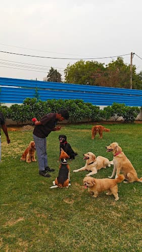 Pooch Pet Resort Gurgaon | Dog Boarding | Day Care | Dog Park