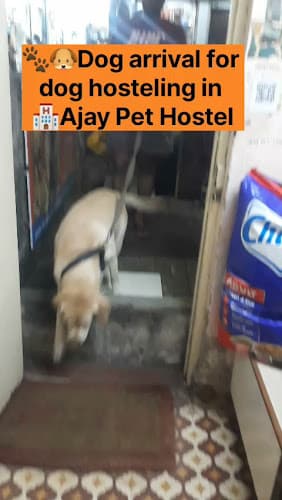 🐶🐕🏨AJAY PET HOSTEL🏨🐱🐈