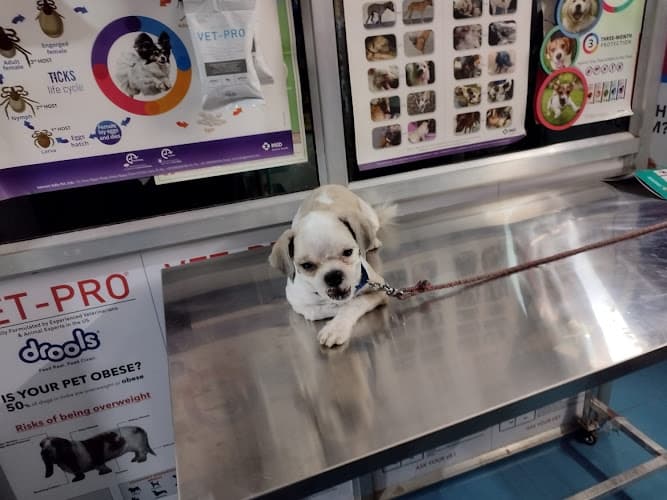 Super pet grooming services