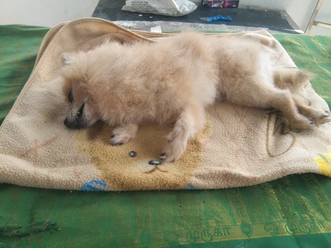 B.A pet cemetery funeral service