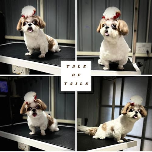 Tale of Tails - Pet Grooming in RR Nagar, Bangalore