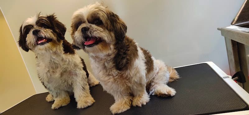 the basky's bark club mobile dog grooming