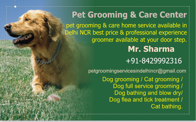 Pet Groomer At Home