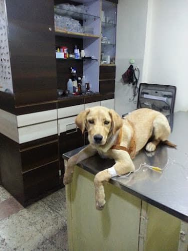Dr Katre's Pet Clinic Bibvewadi