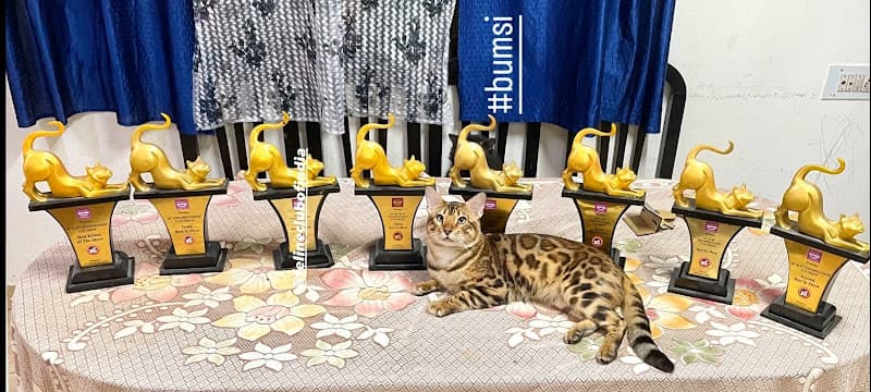 Pashas kitty cattery {sale Exotic persian,mainecoon,Bengal,Himalayan,british short hair & ect cats & kitten buy in Bangalore