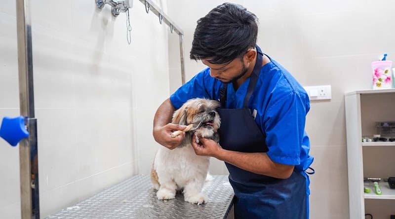 Vetic Pet Clinic Vasant Kunj