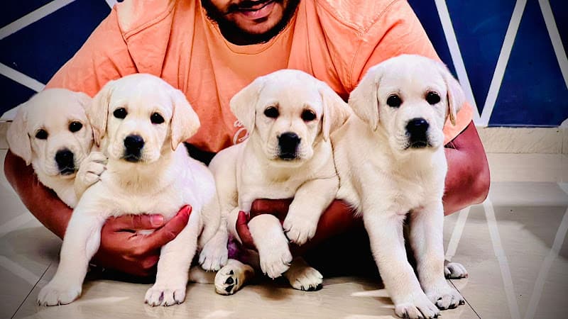Sandy Pets HUB - Top-Quality Puppies Available at Unbeatable Prices in Lal Darwaza, Hyderabad.