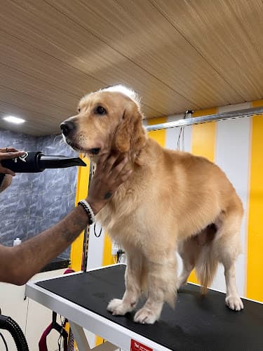 Groombox - Pet Retreat & Styling Studio