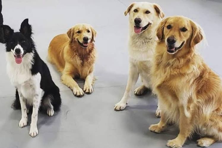 Satish Datta Kennles