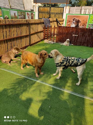 Bella Canine Kingdom