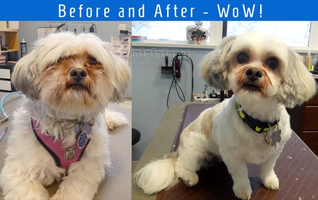 I Love Pet's Home Grooming Service