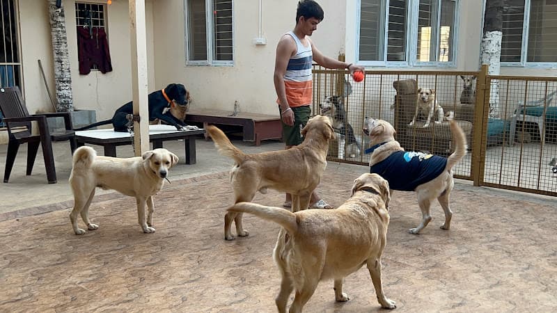 Spar Pet Home - Best dog boarding in KR Puram, Bangalore