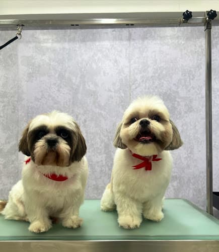 All 4 Paws - Pet Grooming Salon